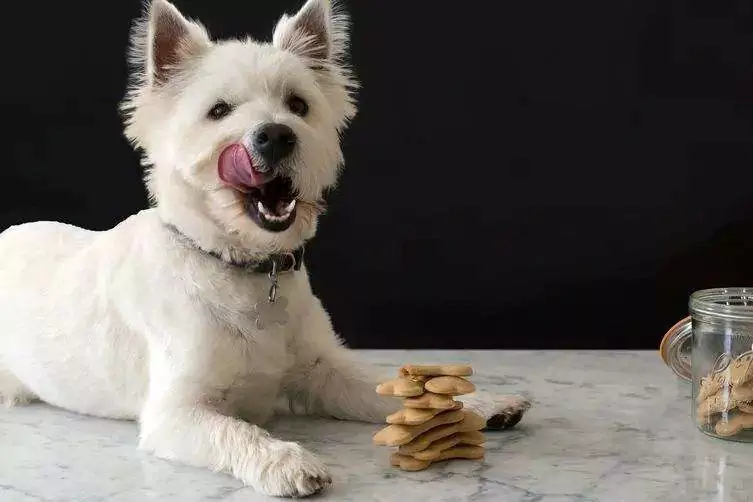 Dogs can eat peanuts? Precautions for dogs eating peanuts