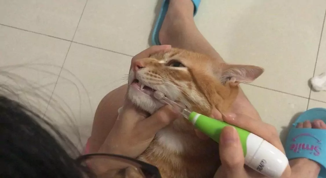 How do I brush my cat's teeth?