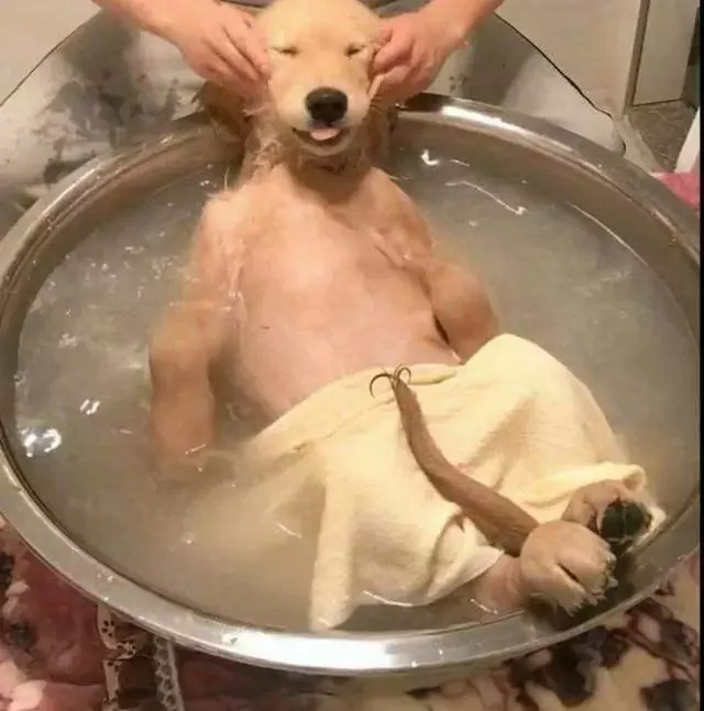 How often should a dog take a bath? Why dogs should not be bathed frequently?