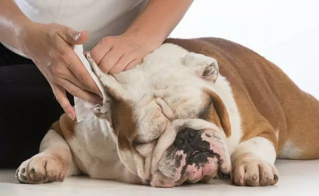 How to clean the dog's ears? Not cleaning your dog's ears for a long period of time can cause a problem that is unthinkable