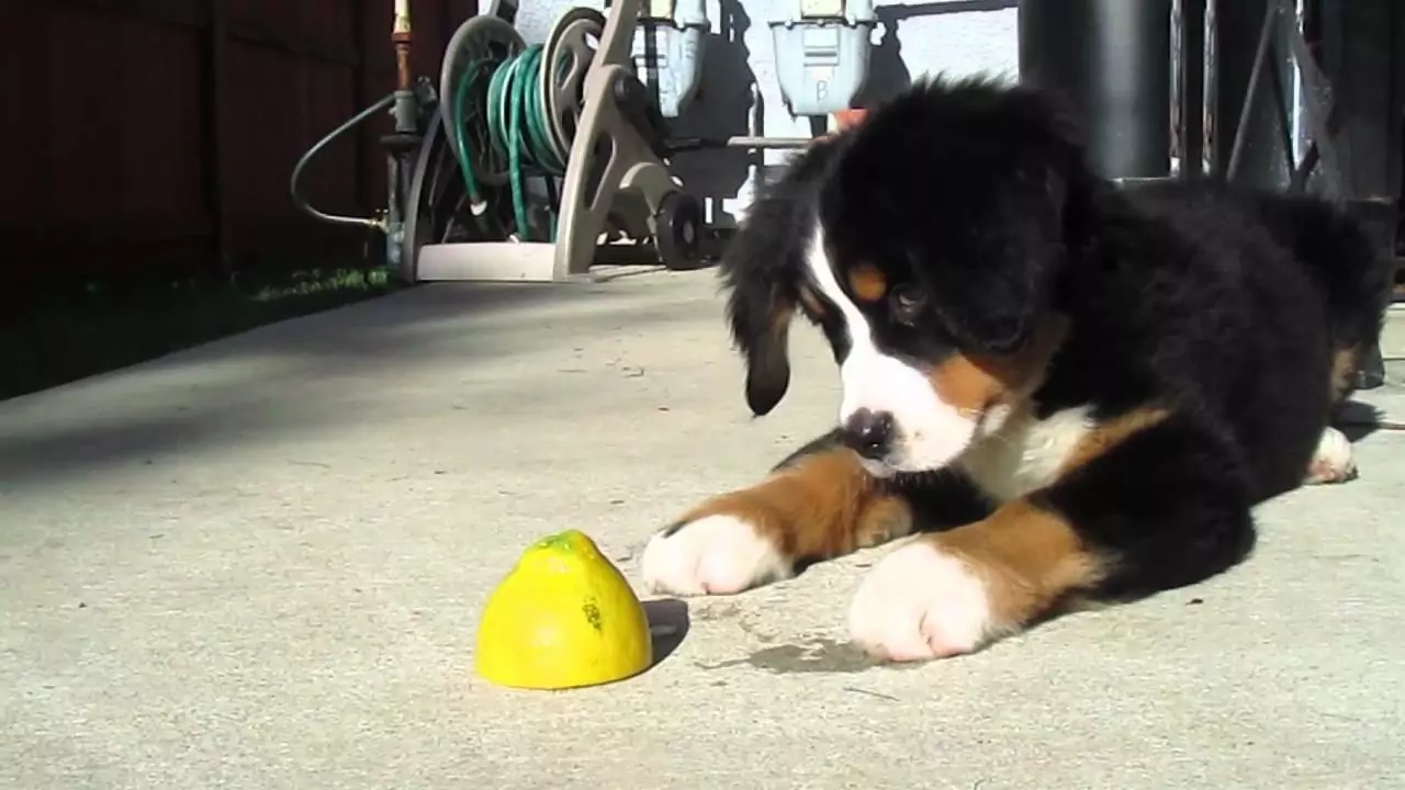 Can dogs eat lemons? Why can't dogs eat lemons?