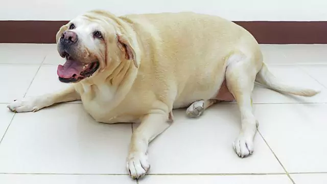 How can I help my dog lose weight?