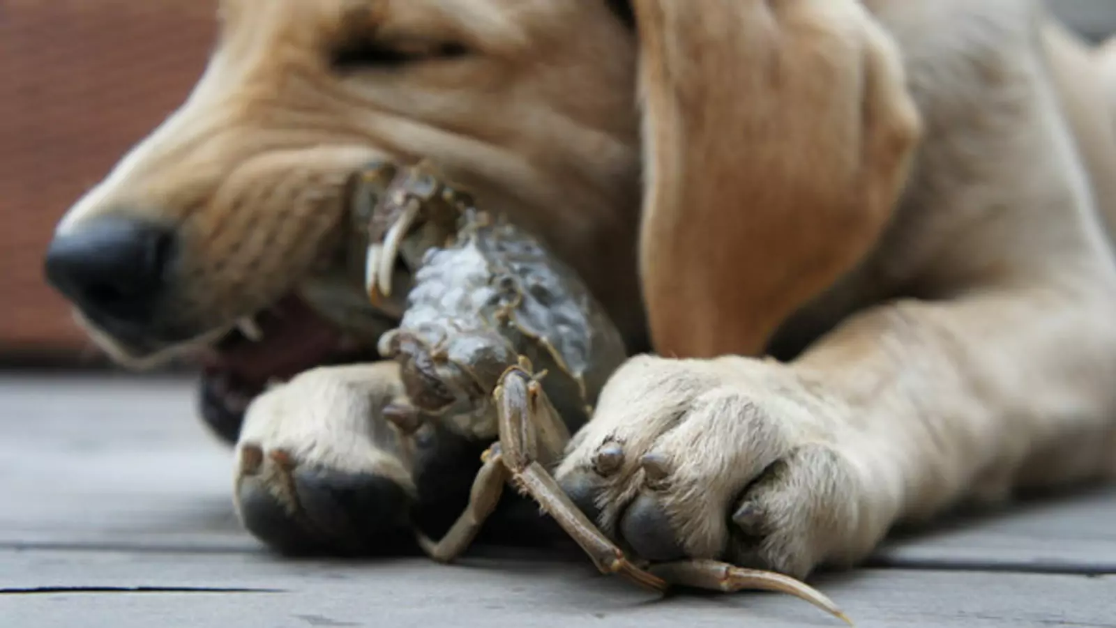 Can dogs eat crab?What is the danger of dogs eating crabs?