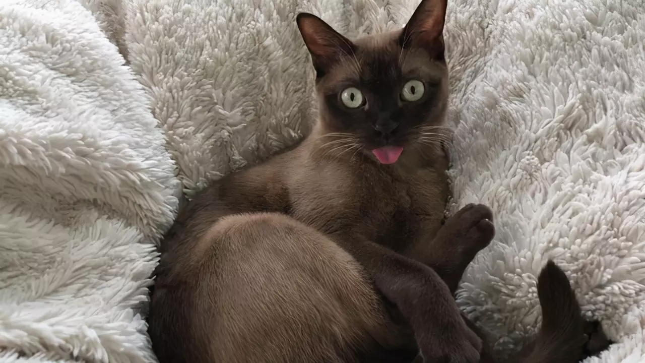 Why do cats stick out their tongues?