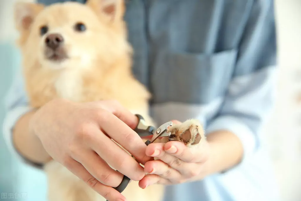 How to cut dog nails? What hazards can be caused by excessively long dog nails?