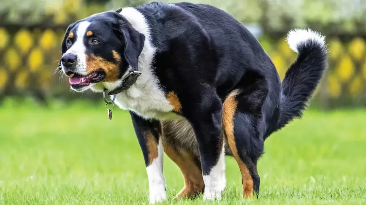 How to help a constipated dog? The Effects of Persistent Constipation in Dogs