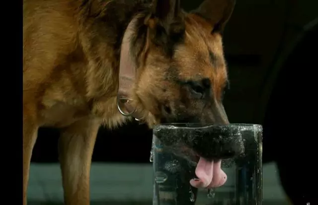 Why does my dog drink so much water? How is a dog considered to drink too much water?