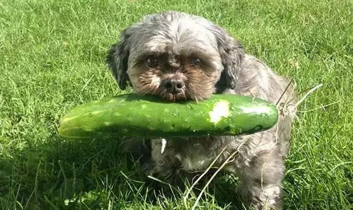 Can dogs eat cucumbers? There are so many things to know about cucumbers for dogs