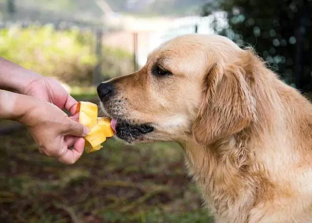 Can dogs eat mangoes? What are the benefits of giving mangoes to dogs?