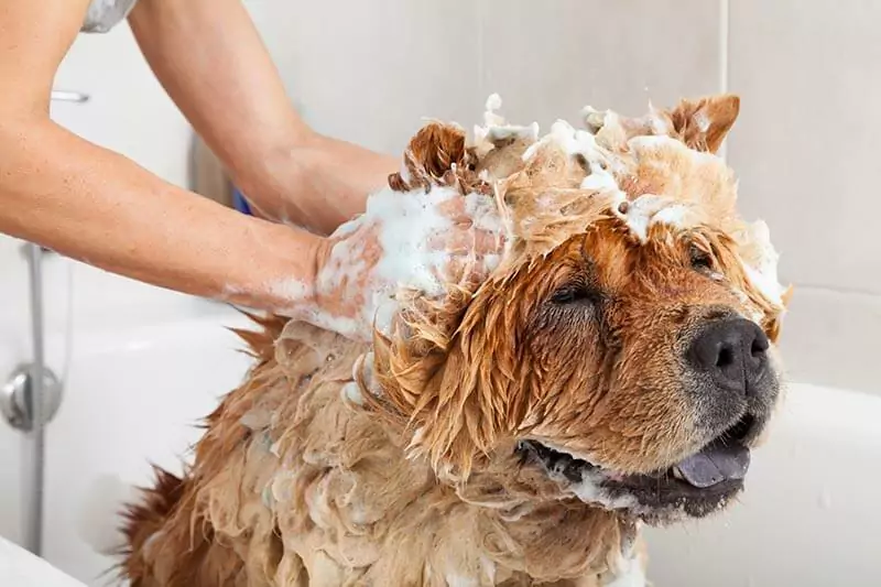 How often should you wash your dog? What needs to be said about giving your dog a bath?