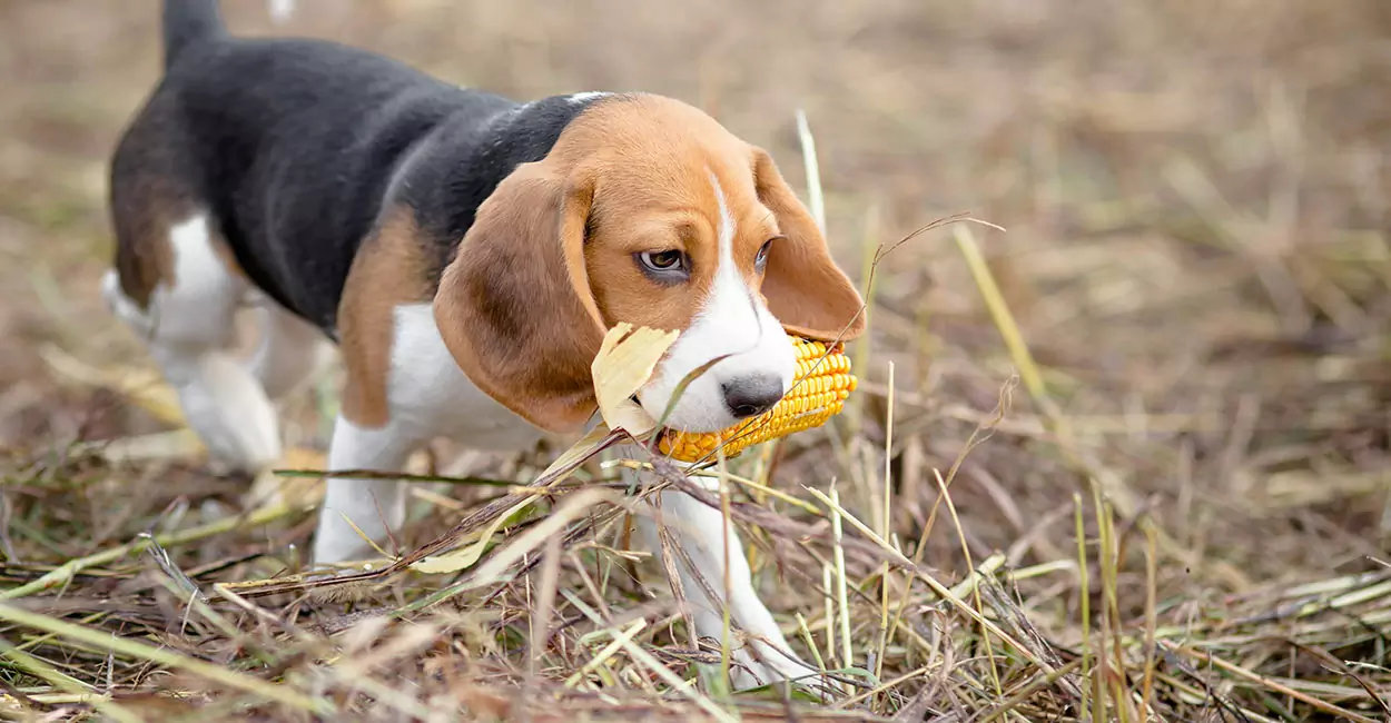 Can dogs eat corn? Precautions for Dogs Eating Corn