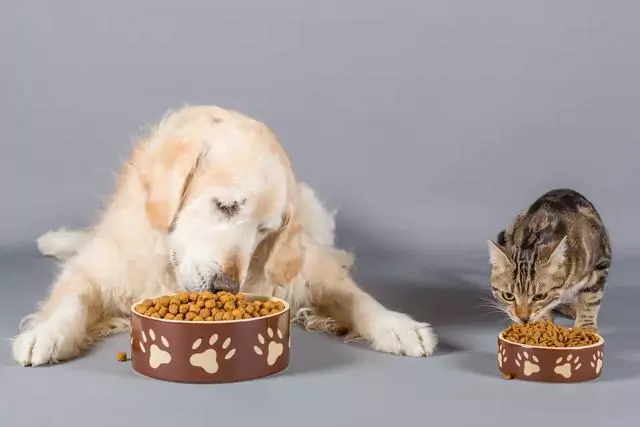 Can dogs eat cat food? What are the effects of a dog eating cat food for a long time