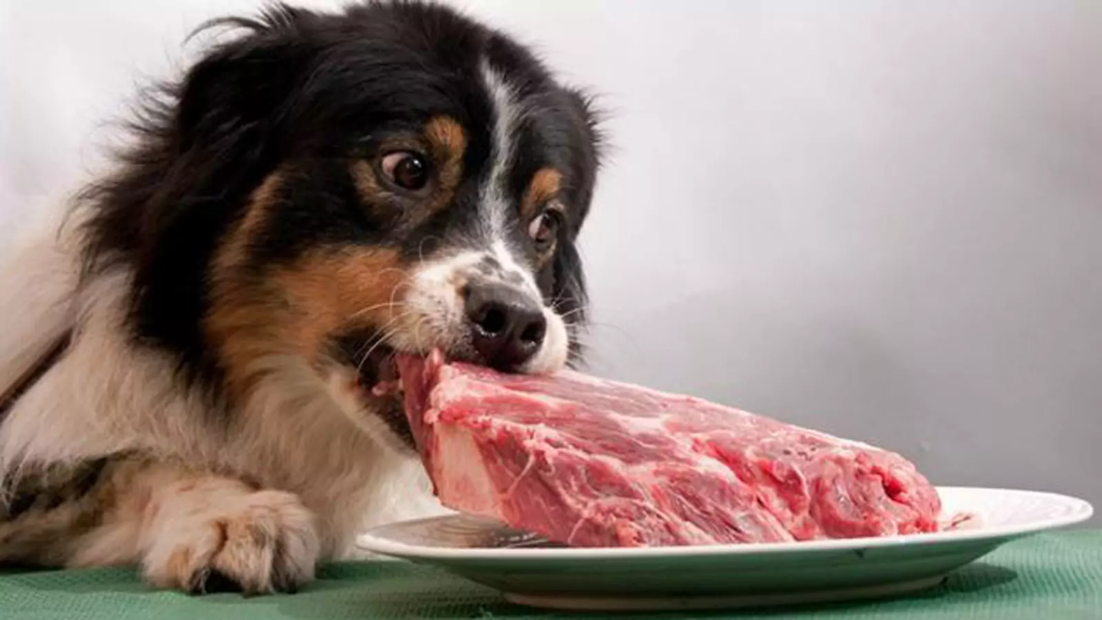 Can dogs eat raw pork?