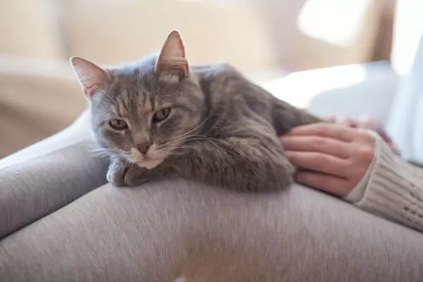 Why do cats sleep on you?