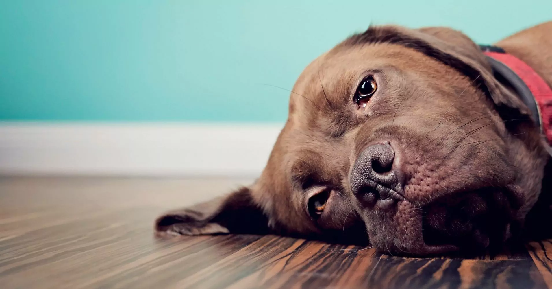 Can dogs feel sadness?