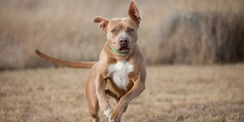 How fast can a dog run?