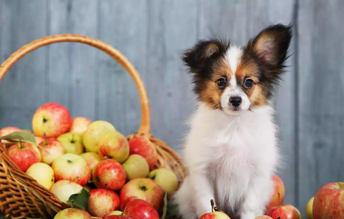Are apples bad for dogs? The safest way to give apples to dogs