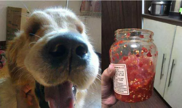 Can dogs eat chili peppers? Dogs' reaction to eating chili peppers