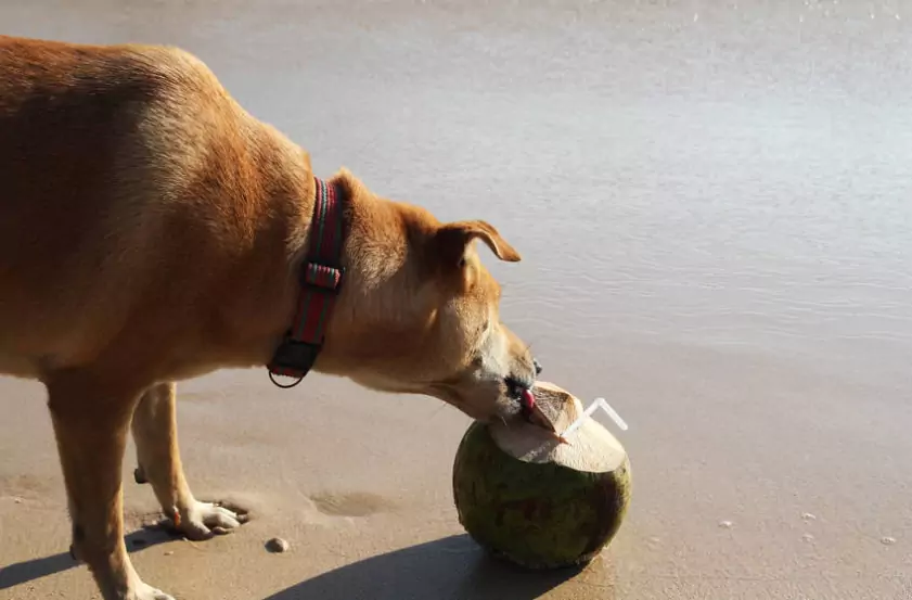 Can dogs drink coconut water?