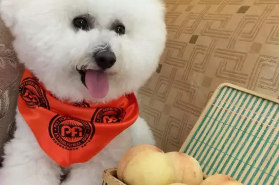 Can dogs eat peaches? What are the benefits of peaches for dogs?