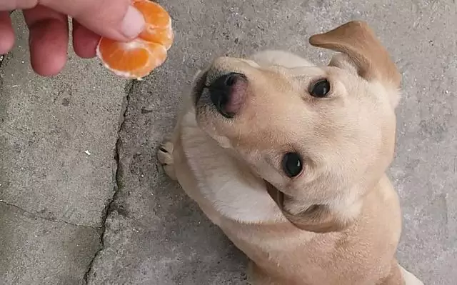 Can dogs eat oranges? What are the benefits of eating oranges for dogs?