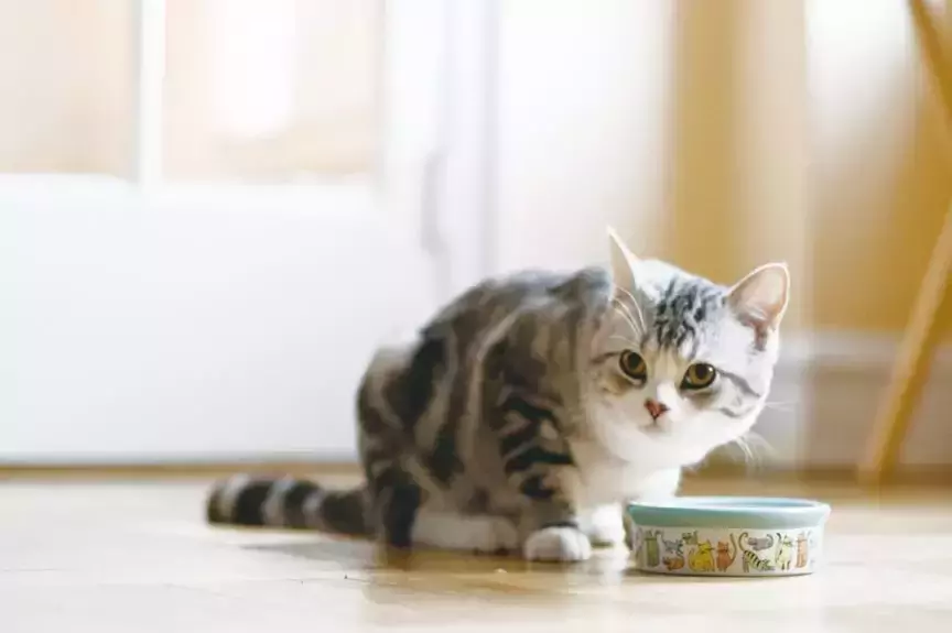 How much-wet food to feed your cat? How do I choose good quality wet cat food?