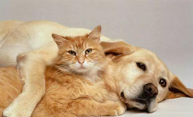 Why is a dog better than a cat? 10 Reasons Why Having a Dog is Better than Having a Cat