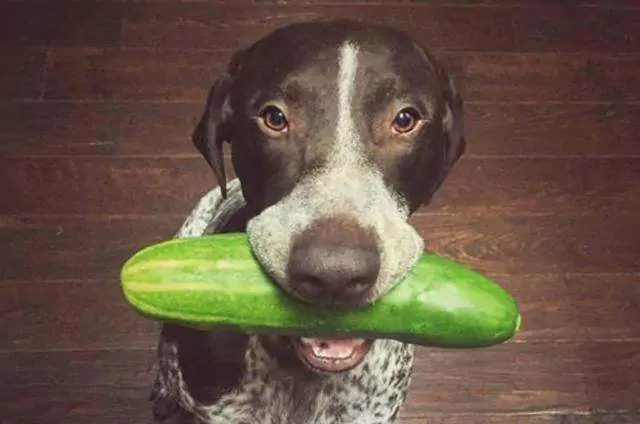 Can dogs eat cucumber? What are the benefits and drawbacks of cucumbers for dogs?