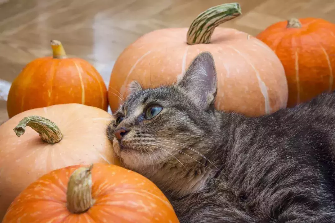 Can cats eat pumpkins? The benefits that pumpkin can bring to cats