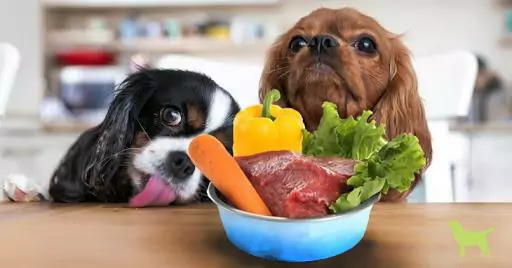 What vegetables can dogs eat? Why do dogs need to eat vegetables?