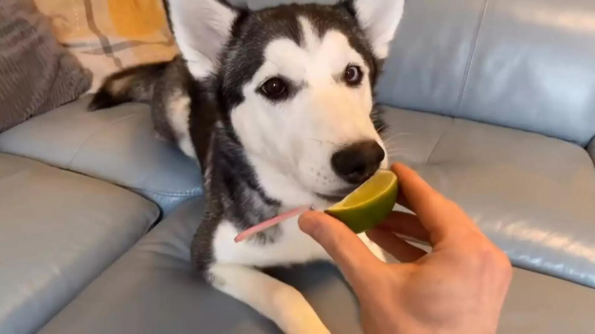 Can dogs eat lemons? Fruits that dogs should not eat more of