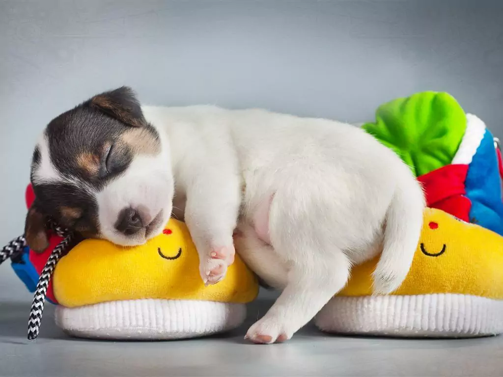 Why do dogs sleep on their backs? The benefits and disadvantages of sleeping on your back