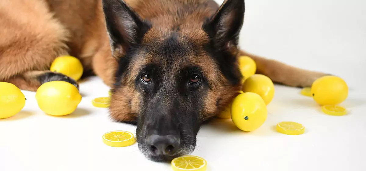 Can dogs eat lemons? Dogs can't eat lemons