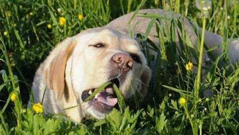 Can dogs eat celery? Benefits of celery for dogs