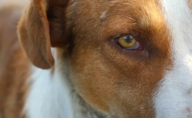 Why are my dog's eyes red?