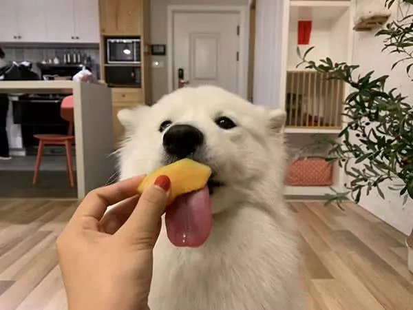 Can dogs eat cantaloupe? How much cantaloupe is appropriate to feed