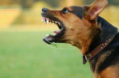 How do dogs contract rabies? Rabies Prevention