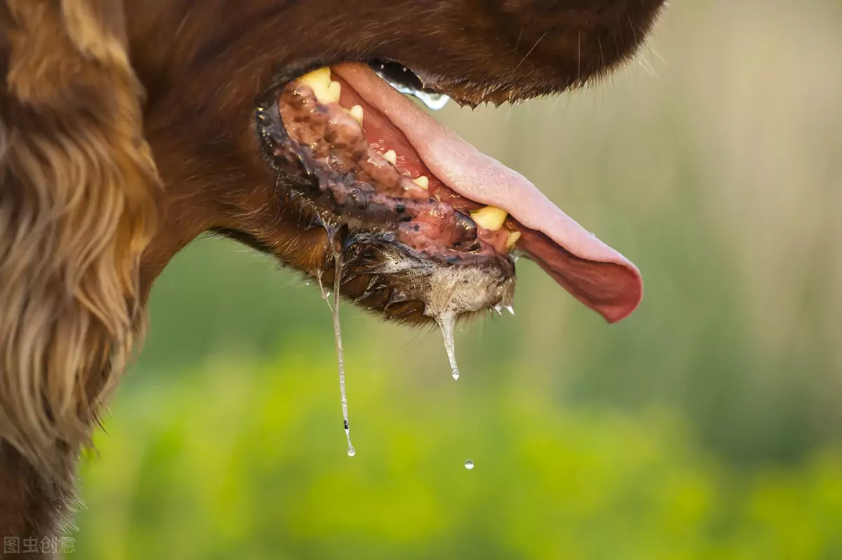 Why do dogs salivate?