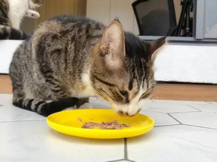 Can cats eat pork? Is it suitable to feed pork to pet cats or not?