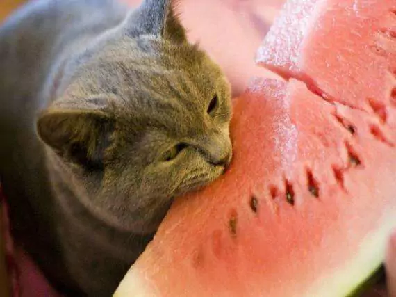Can cats eat watermelon? Is watermelon bad for cats