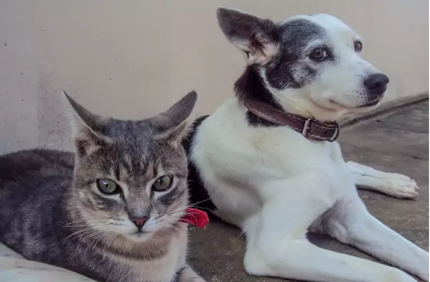 Is a cat better than a dog? Comparison between cats and dogs