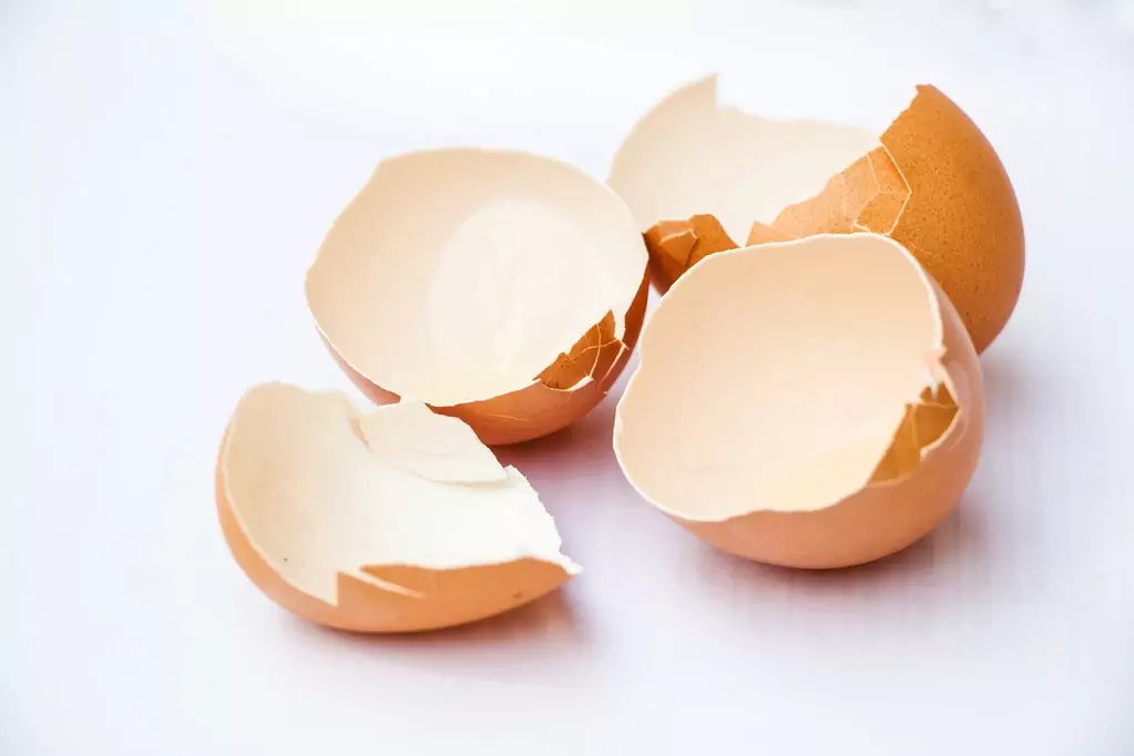 Are eggshells good for dogs?