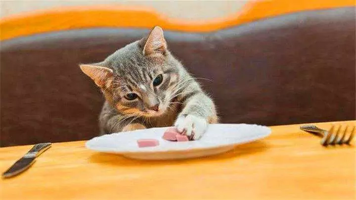 What can kittens eat? Guide to daily feeding of adult cats