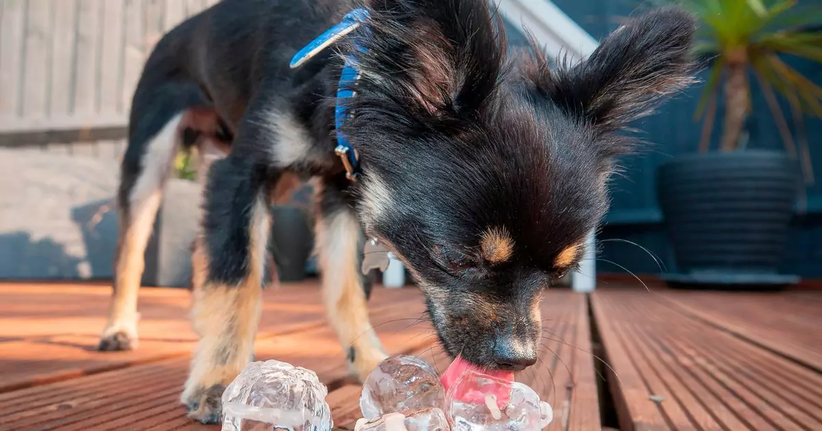 Can dogs eat ice锛烡o dogs like ice cubes?