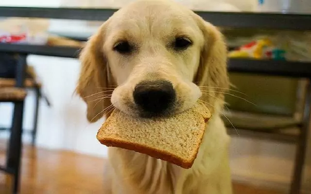 Can dogs eat bread? Possible hazards of bread for dogs