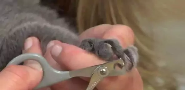 How to trim cat nails? What are the functions of all the cat's hind claws