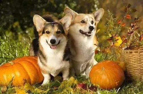 Can dogs eat pumpkin seeds? The benefits and disadvantages of pumpkin for dogs