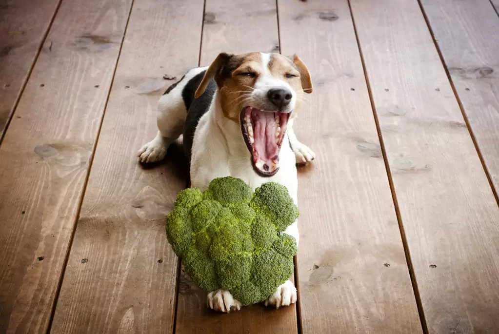 Is broccoli good for dogs? Broccoli is good, but it's not all good and no harm