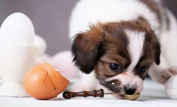 Can dogs eat raw eggs? What happens to dogs when they eat raw eggs
