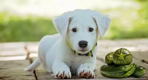 Can dogs eat zucchini? The benefits of zucchini for dogs